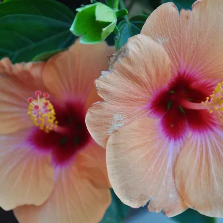 Pensionat Urban Nest 3*